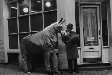 Wacky horse ()
